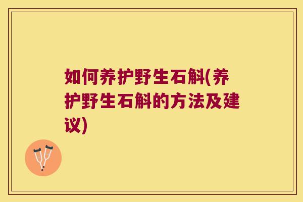 如何养护野生石斛(养护野生石斛的方法及建议)