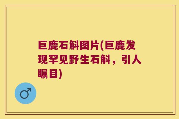 巨鹿石斛图片(巨鹿发现罕见野生石斛,引人瞩目) 巨鹿石斛图片(巨鹿发现罕见野生石斛,引人瞩目)