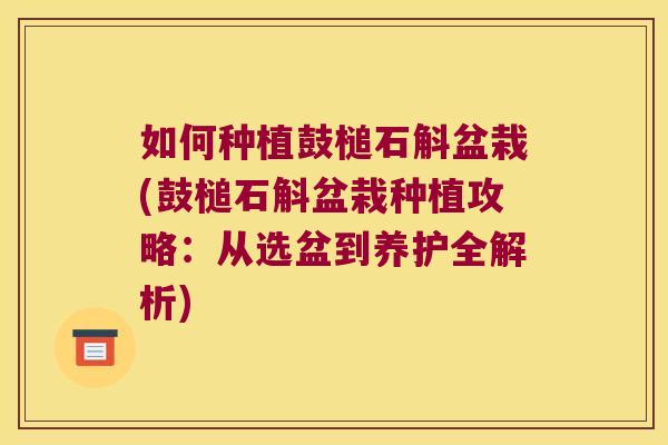 如何种植鼓槌石斛盆栽(鼓槌石斛盆栽种植攻略：从选盆到养护全解析)