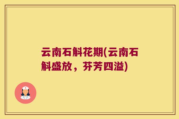 云南石斛花期(云南石斛盛放，芬芳四溢)