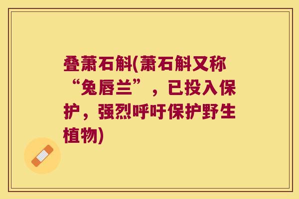 叠萧石斛(萧石斛又称“兔唇兰”，已投入保护，强烈呼吁保护野生植物)