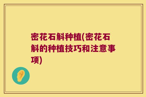 密花石斛种植(密花石斛的种植技巧和注意事项)