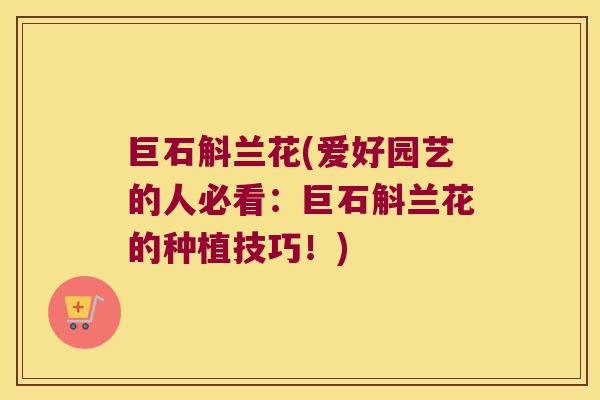 巨石斛兰花(爱好园艺的人必看：巨石斛兰花的种植技巧！)
