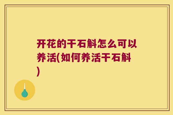 开花的干石斛怎么可以养活(如何养活干石斛)
