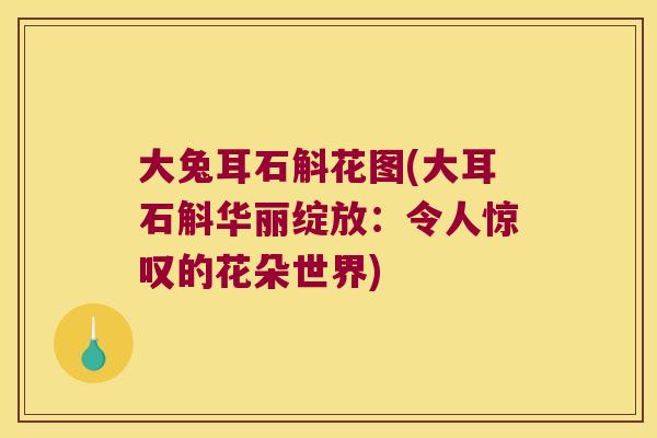 大兔耳石斛花图(大耳石斛华丽绽放：令人惊叹的花朵世界)