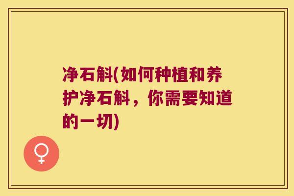 净石斛(如何种植和养护净石斛，你需要知道的一切)