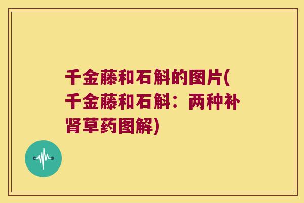 千金藤和石斛的图片(千金藤和石斛：两种补肾草药图解)