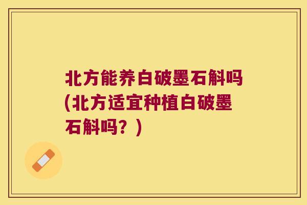 北方能养白破墨石斛吗(北方适宜种植白破墨石斛吗？)