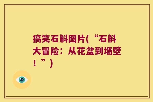 搞笑石斛图片(“石斛大冒险：从花盆到墙壁！”)
