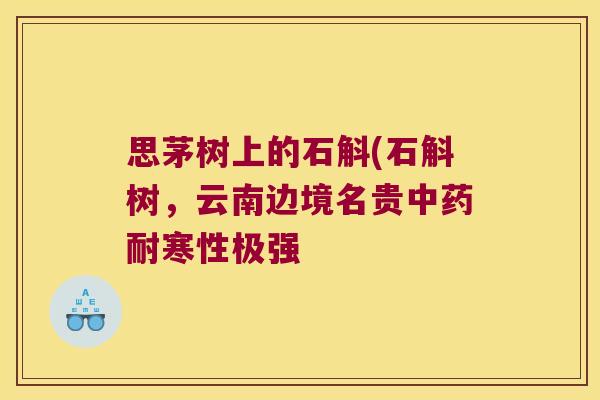 思茅树上的石斛(石斛树，云南边境名贵中药耐寒性极强