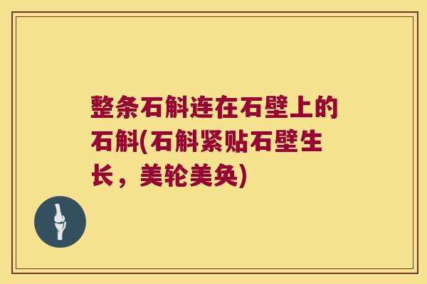 整条石斛连在石壁上的石斛(石斛紧贴石壁生长，美轮美奂)