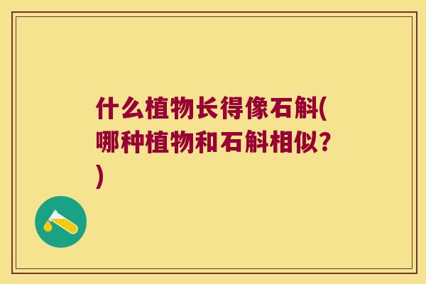 什么植物长得像石斛(哪种植物和石斛相似？)