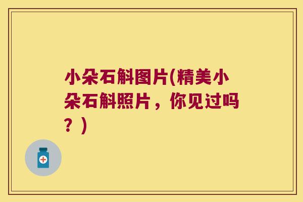 小朵石斛图片(精美小朵石斛照片,你见过吗?) 小朵石斛图片(精美小朵石斛照片,你见过吗?)