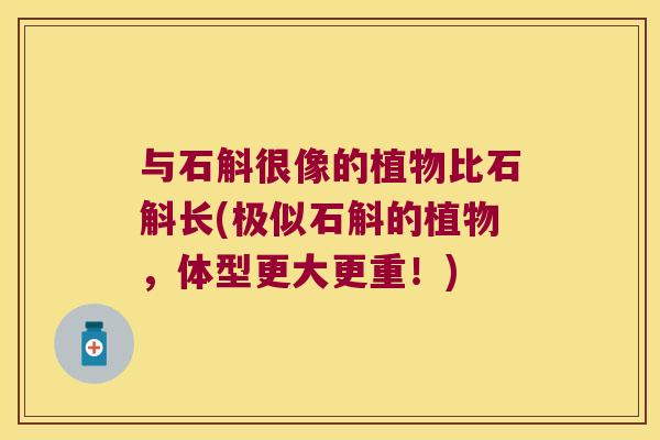 与石斛很像的植物比石斛长(极似石斛的植物，体型更大更重！)
