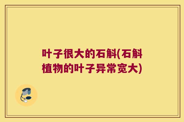叶子很大的石斛(石斛植物的叶子异常宽大)
