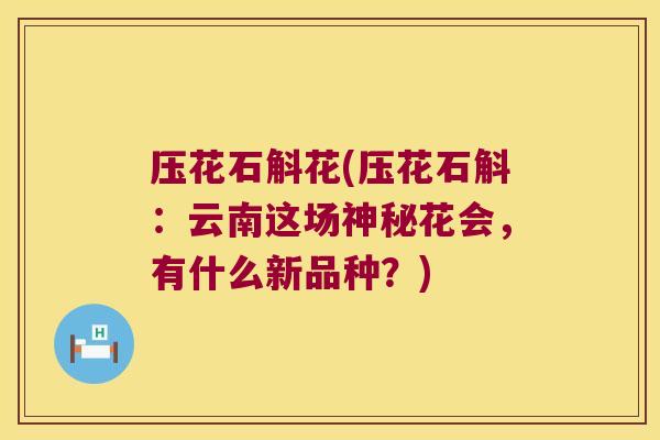 压花石斛花(压花石斛：云南这场神秘花会，有什么新品种？)