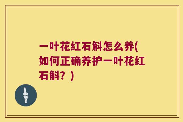 一叶花红石斛怎么养(如何正确养护一叶花红石斛?) 一叶花红石斛怎么养(如何正确养护一叶花红石斛?)