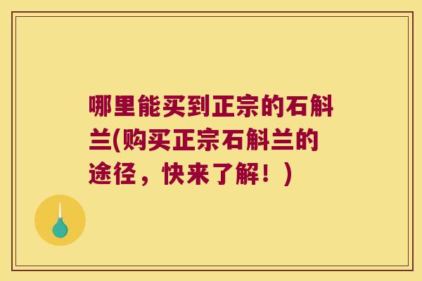 哪里能买到正宗的石斛兰(购买正宗石斛兰的途径，快来了解！)