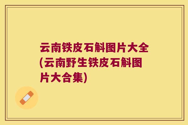 云南铁皮石斛图片大全(云南野生铁皮石斛图片大合集)