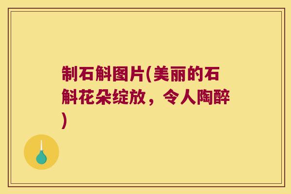 制石斛图片(美丽的石斛花朵绽放，令人陶醉)