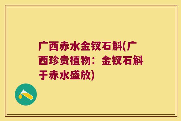 广西赤水金钗石斛(广西珍贵植物：金钗石斛于赤水盛放)
