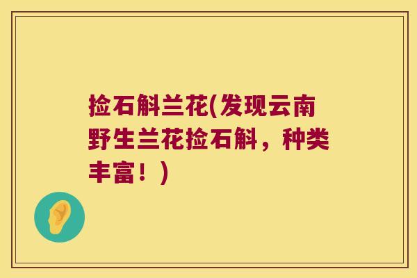 捡石斛兰花(发现云南野生兰花捡石斛，种类丰富！)