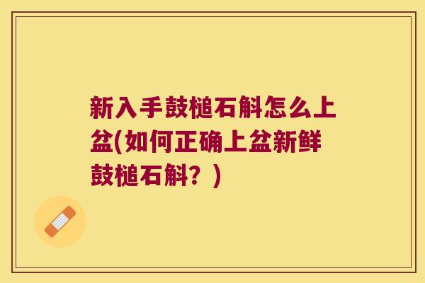 新入手鼓槌石斛怎么上盆(如何正确上盆新鲜鼓槌石斛？)