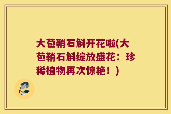 大苞鞘石斛开花啦(大苞鞘石斛绽放盛花：珍稀植物再次惊艳！)