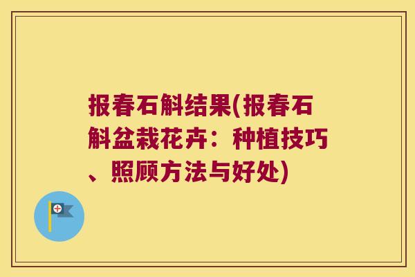 报春石斛结果(报春石斛盆栽花卉：种植技巧、照顾方法与好处)