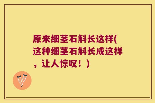 原来细茎石斛长这样(这种细茎石斛长成这样，让人惊叹！)