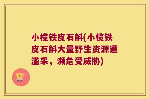 小榄铁皮石斛(小榄铁皮石斛大量野生资源遭滥采，濒危受威胁)
