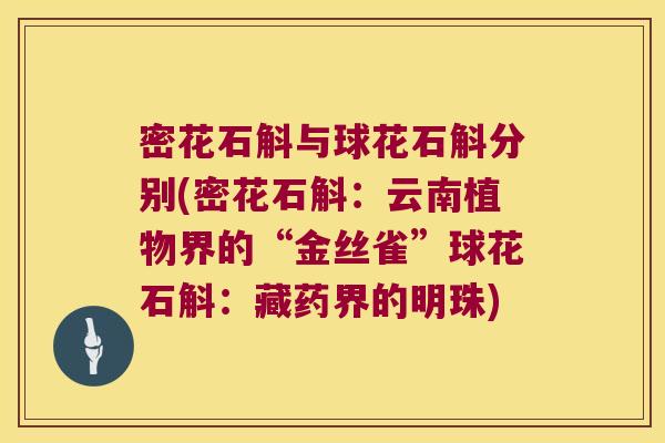 密花石斛与球花石斛分别(密花石斛：云南植物界的“金丝雀”球花石斛：藏药界的明珠)