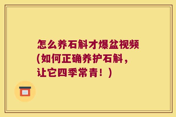 怎么养石斛才爆盆视频(如何正确养护石斛，让它四季常青！)
