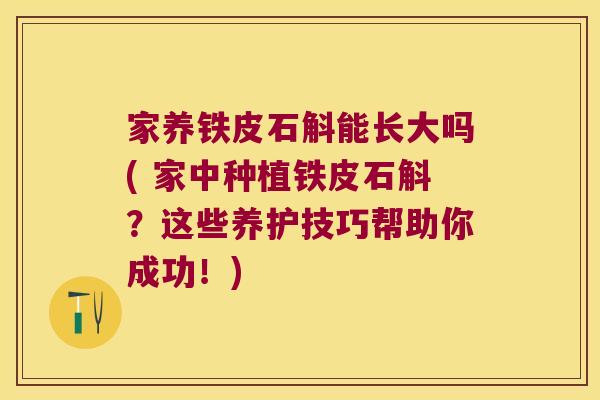 家养铁皮石斛能长大吗( 家中种植铁皮石斛？这些养护技巧帮助你成功！)