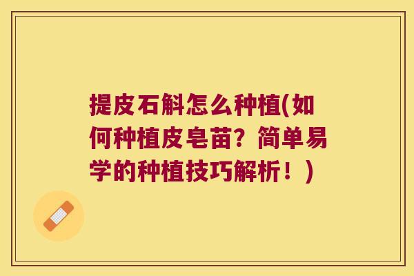 提皮石斛怎么种植(如何种植皮皂苗？简单易学的种植技巧解析！)