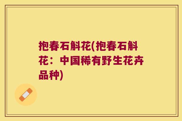 抱春石斛花(抱春石斛花：中国稀有野生花卉品种)