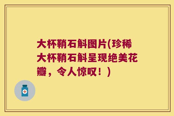 大杯鞘石斛图片(珍稀大杯鞘石斛呈现绝美花瓣，令人惊叹！)