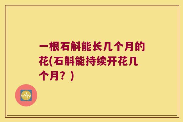 一根石斛能长几个月的花(石斛能持续开花几个月？)