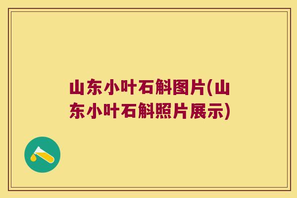 山东小叶石斛图片(山东小叶石斛照片展示)