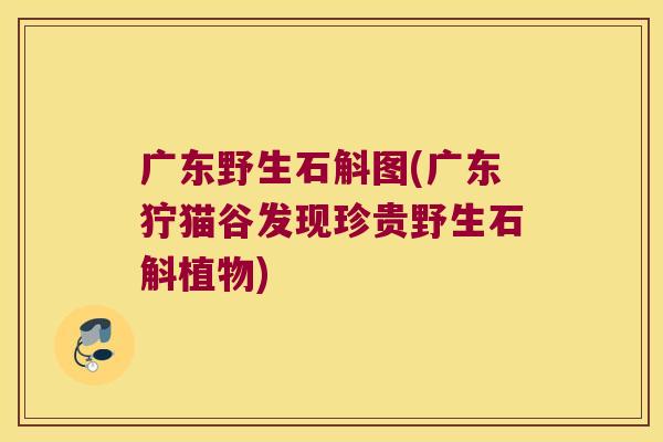 广东野生石斛图(广东狞猫谷发现珍贵野生石斛植物)