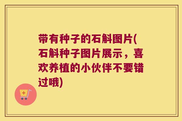 带有种子的石斛图片(石斛种子图片展示，喜欢养植的小伙伴不要错过哦)