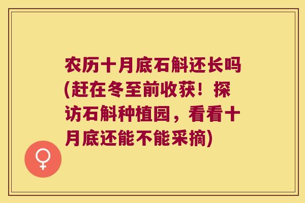 农历十月底石斛还长吗(赶在冬至前收获！探访石斛种植园，看看十月底还能不能采摘)