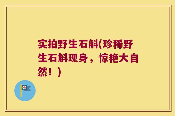 实拍野生石斛(珍稀野生石斛现身，惊艳大自然！)