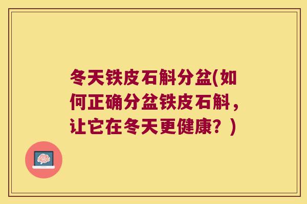 冬天铁皮石斛分盆(如何正确分盆铁皮石斛，让它在冬天更健康？)