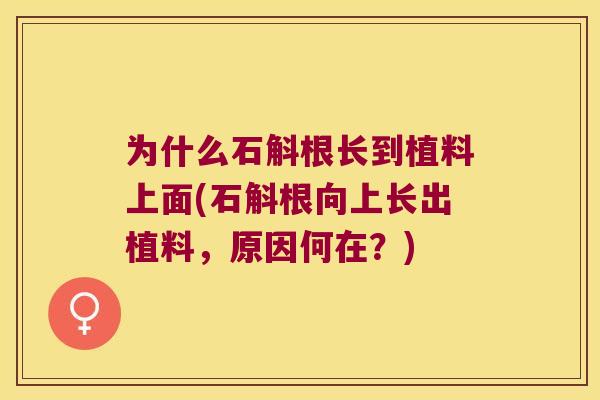为什么石斛根长到植料上面(石斛根向上长出植料，原因何在？)