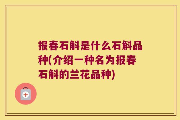 报春石斛是什么石斛品种(介绍一种名为报春石斛的兰花品种)