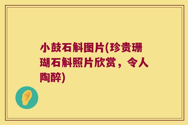 小鼓石斛图片(珍贵珊瑚石斛照片欣赏，令人陶醉)