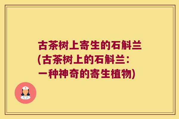 古茶树上寄生的石斛兰(古茶树上的石斛兰：一种神奇的寄生植物)