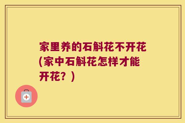 家里养的石斛花不开花(家中石斛花怎样才能开花?) 家里养的石斛花不开花(家中石斛花怎样才能开花?)