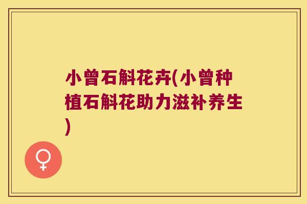 小曾石斛花卉(小曾种植石斛花助力滋补养生)